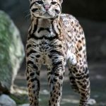 ocelot300