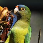 orange-fronted-parakeets