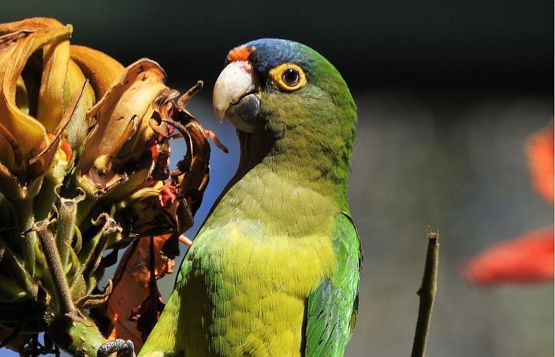 Forty Orange-Fronted Parakeets Return to Their Habitat