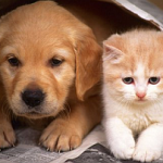 pets