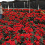 poinsettia