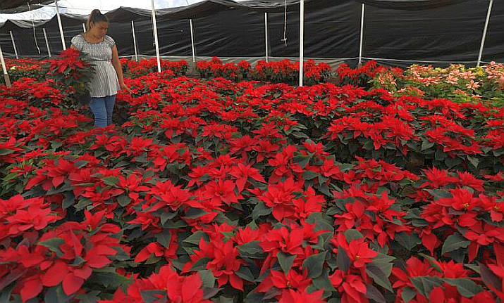 Mexican Flower Growers Preparing for Christmas Poinsettia Harvest