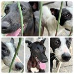 puppy-collage