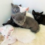 the-A-kittens