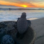 tortuga-coco