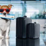 traveling-pup
