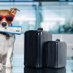 traveling-pup2