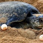 turtle-nesting