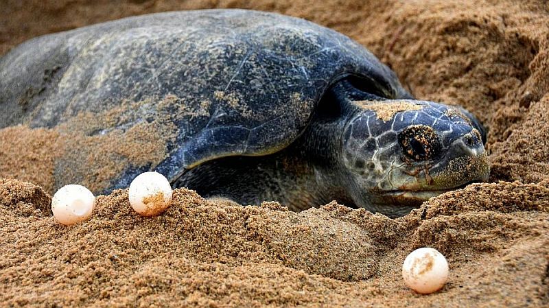 Puerto Vallarta Launches Sea Turtle Nesting Season Preparations