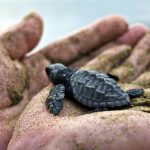 turtlerelease