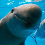 vaquita