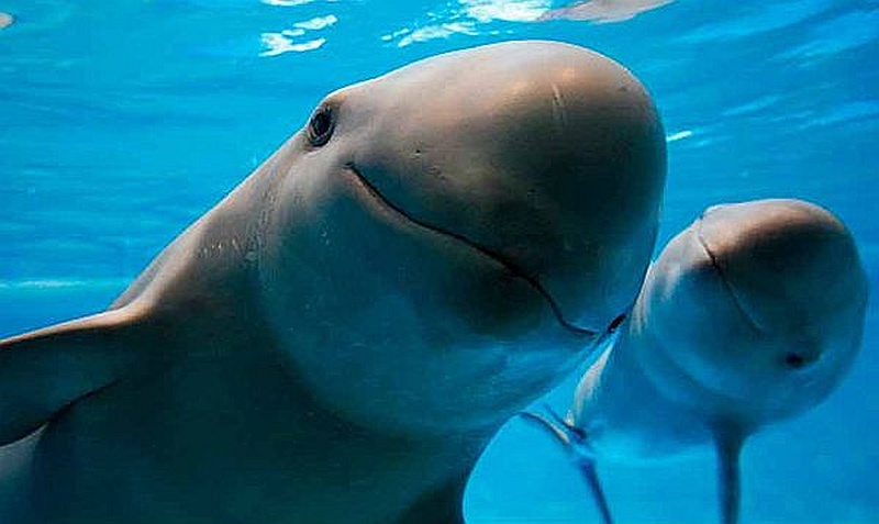 Ministry of the Environment Will Expand Vaquita Protection Zone