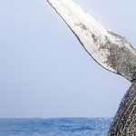 whale-watching-in-puerto-vallarta
