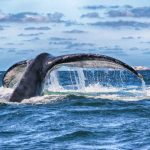whale-watching-puerto-vallarta