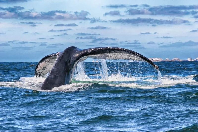 Early Humpback Whale Sightings Thrill Puerto Vallarta Visitors Early Humpback Whale Sightings Thrill Puerto Vallarta Visitors