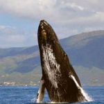 whalebbreach