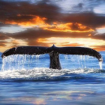 whaletail