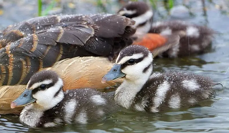 Green Patrol Rescued Wildlife Across Puerto Vallarta in July