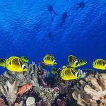 world-ocean-day