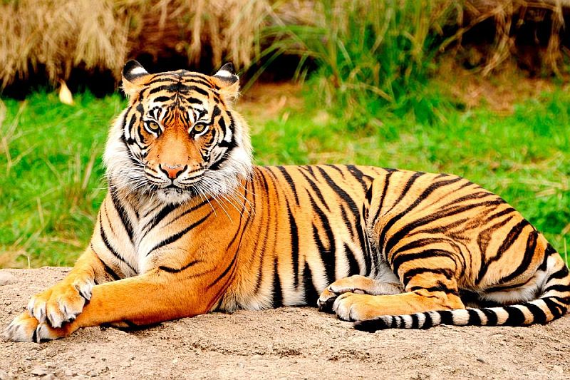 Authorities Confirm Welfare of Animals at Puerto Vallarta Zoo